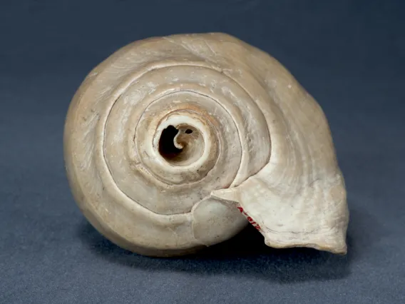 shell 1