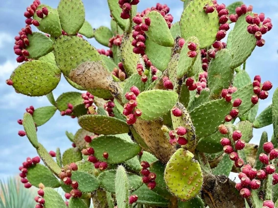 a prickly pear plant with a lot of red, ripe tuna