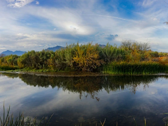 A serene pool of water is surrounded by reeds and water flora. In the background are shadows of a mountain range against a blue sky filled with soft white rain clouds.