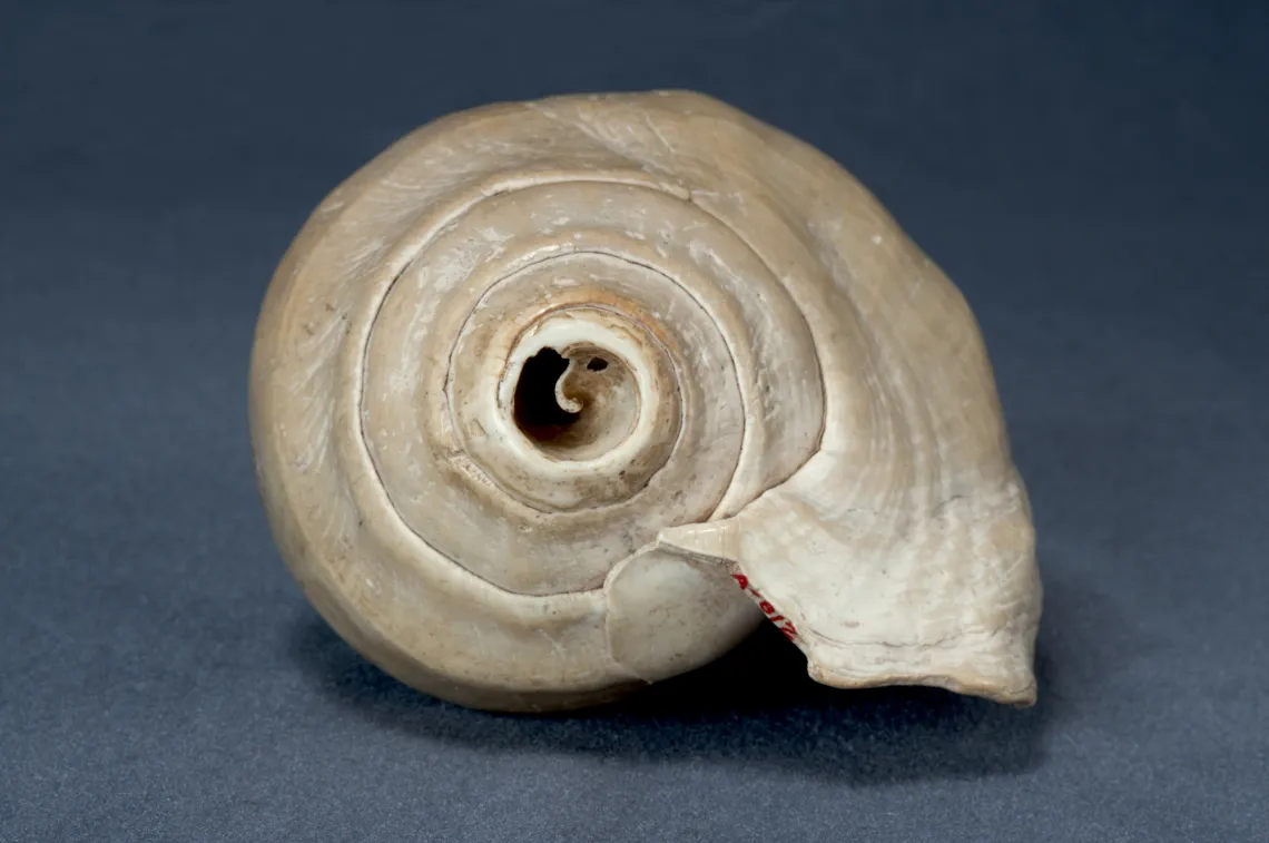 shell 1