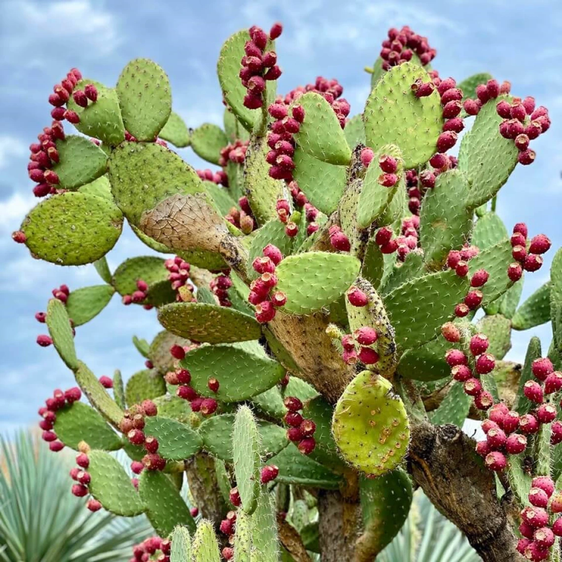 a prickly pear plant with a lot of red, ripe tuna