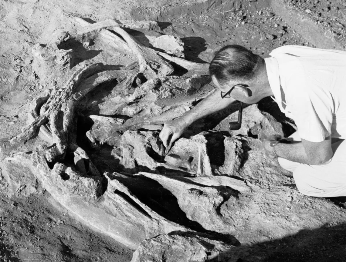 Man  articulating a mammoth rib cage