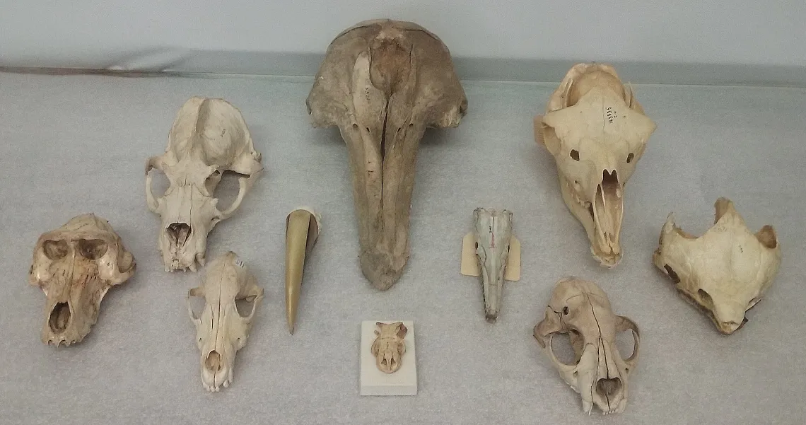 Types of skull