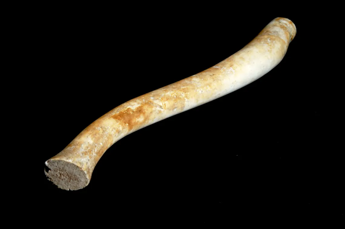 Oosik, walrus bone, probably 20th century, Alaska