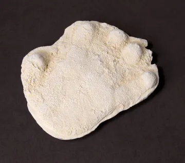 Cast of Alleged Bigfoot Handprint.